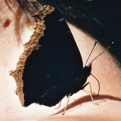 Nymphalis antiopa